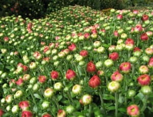 red and green flower field thumbnail