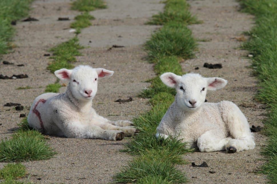 Lambs, Dike Sheep, Sheep, Cute, Animal, animal themes, mammal preview