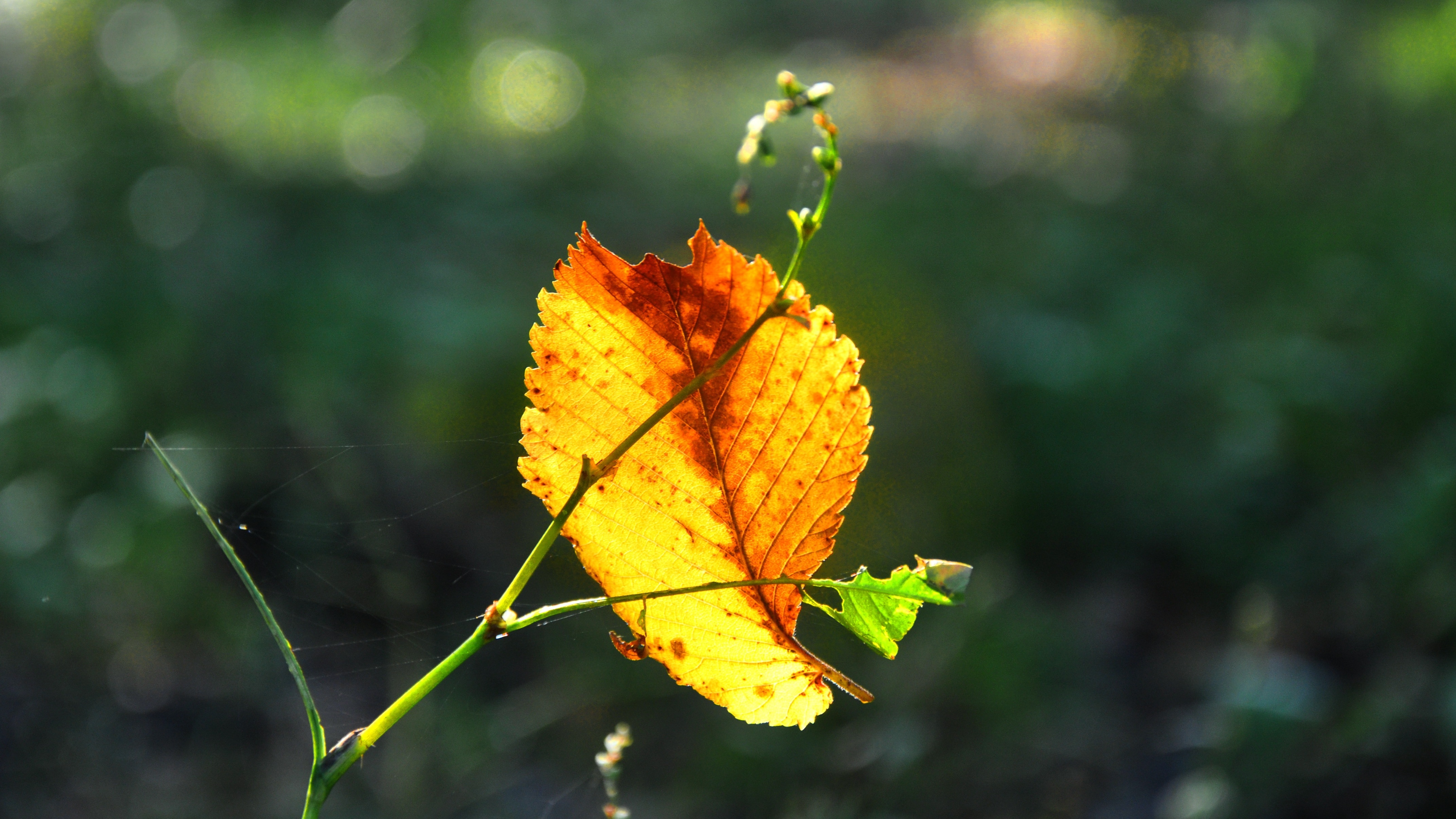 brown leaf on green plant at daytime