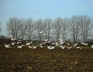 flock of white birds near leafless trees thumbnail