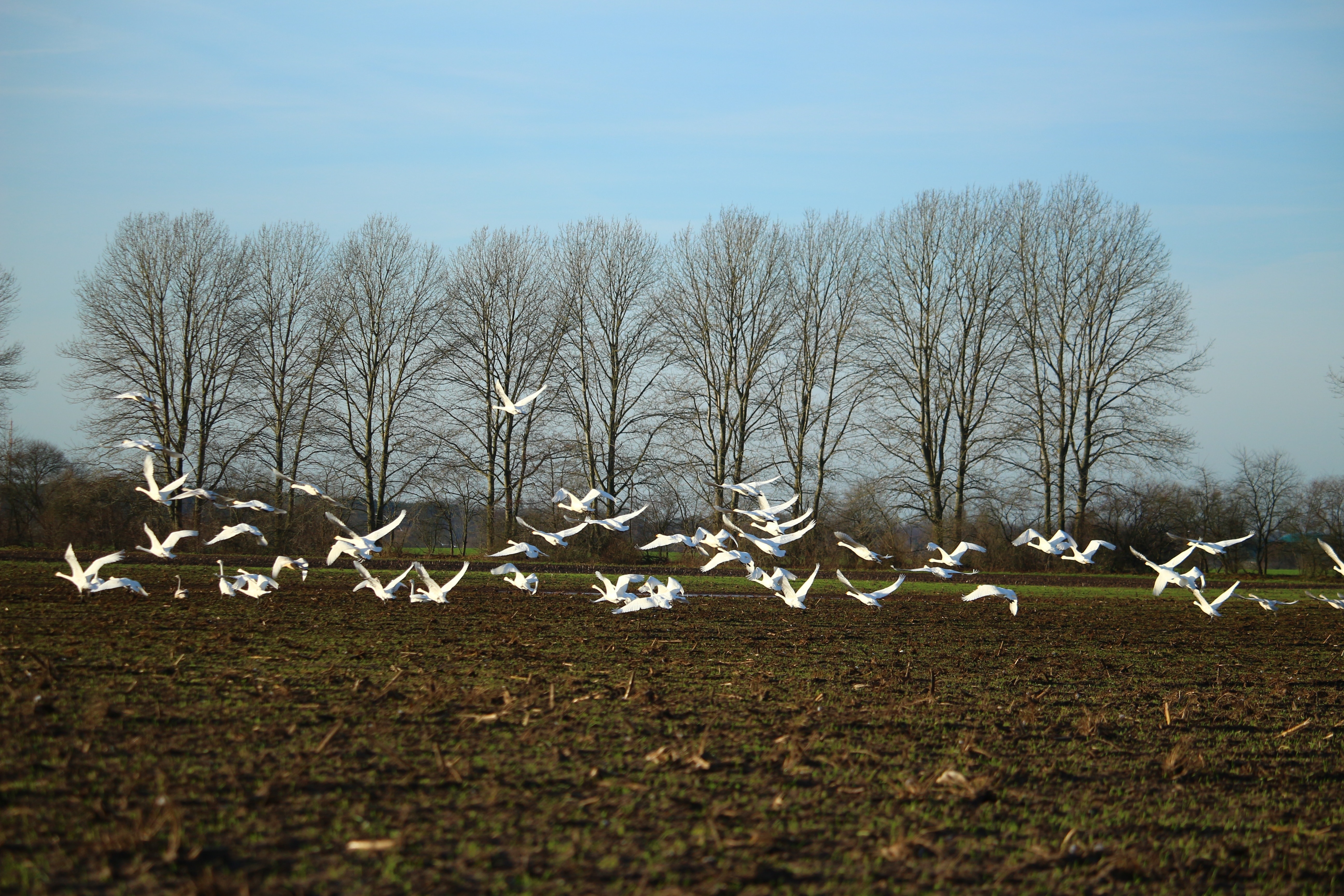 flock of white birds near leafless trees