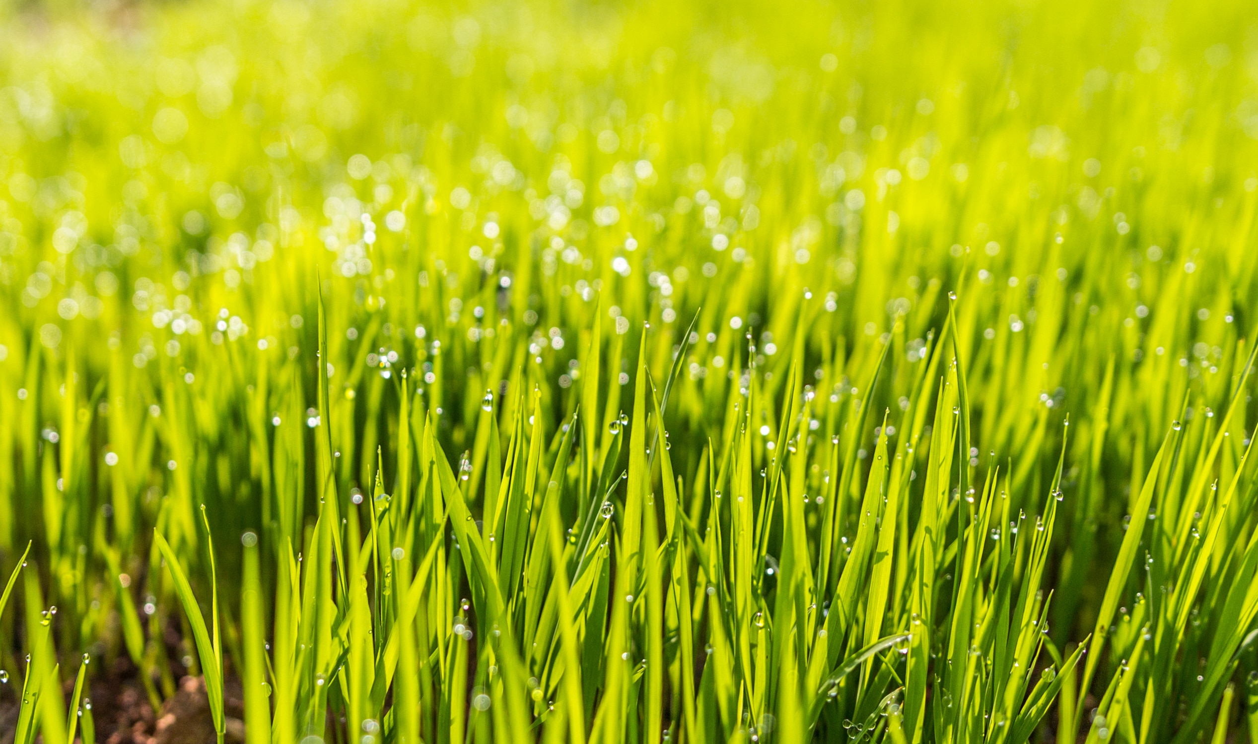 tilt shift photo of green grass