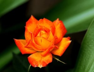 Orange Rose, Tea, Rose Tea, Rose, flower, petal thumbnail