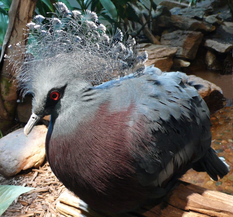 gray crested turaco preview