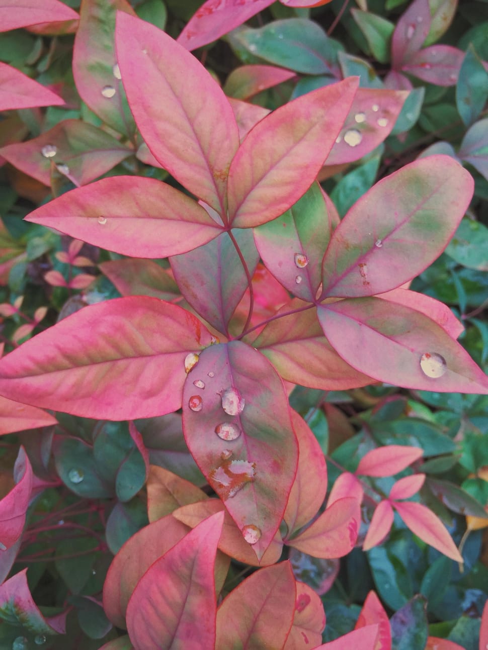 pink green and red leaves plants preview