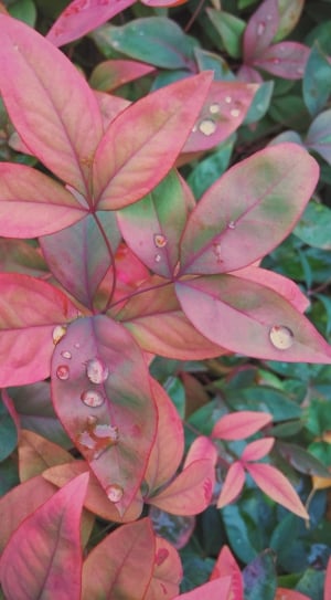 pink green and red leaves plants thumbnail