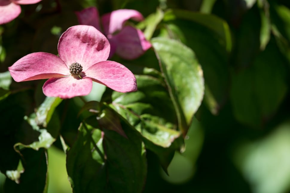 pink dogwood flower preview