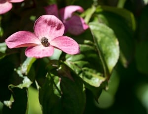 pink dogwood flower thumbnail