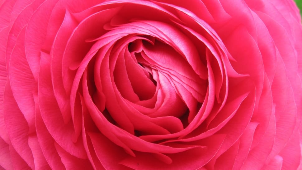 pink clustered petal flower preview