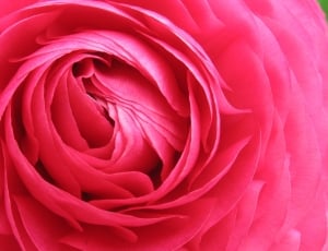 pink clustered petal flower thumbnail