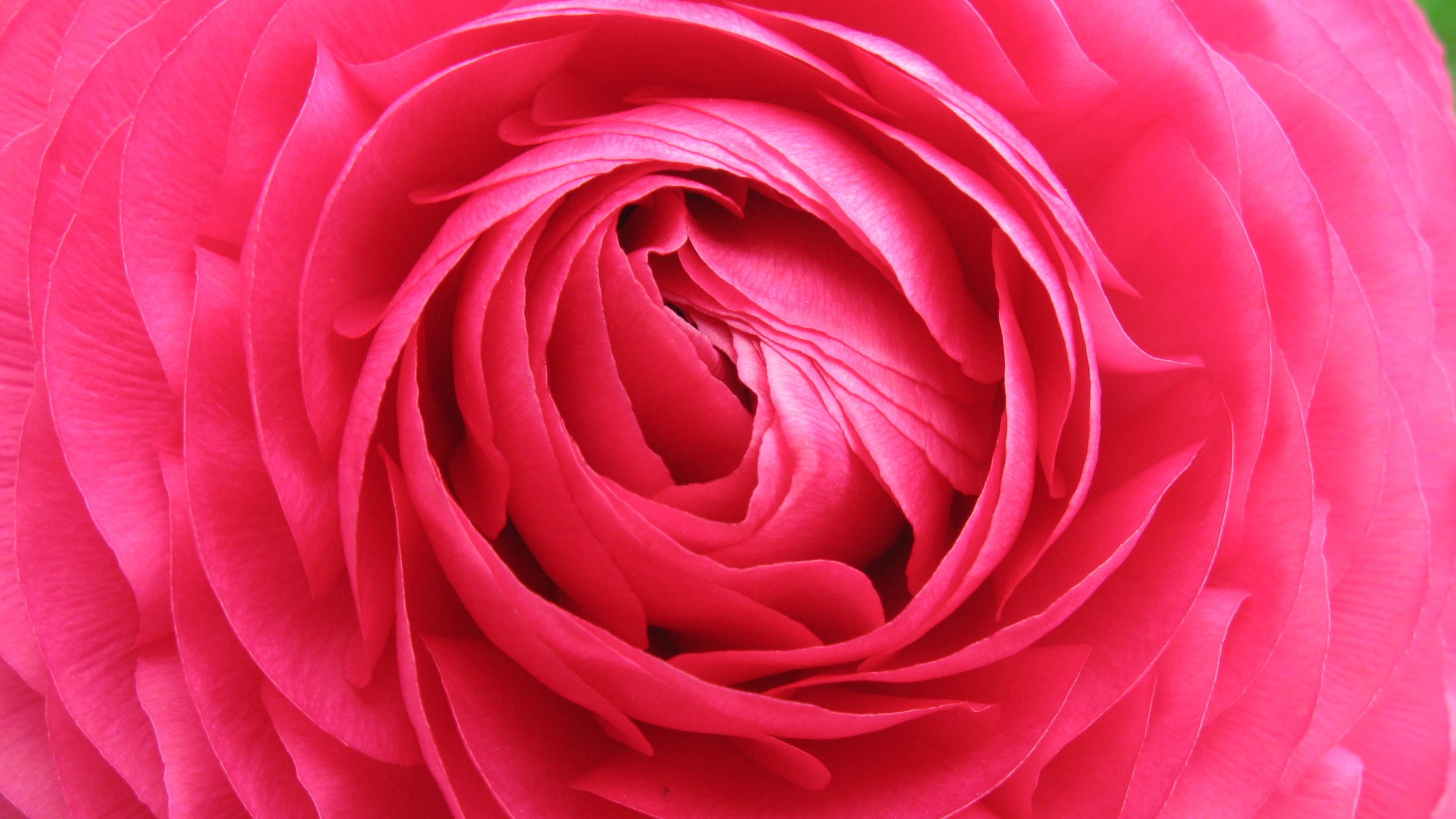 pink clustered petal flower