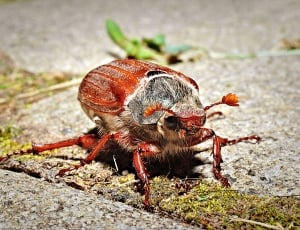 May Beetle, Macro, Closeup, Insect, one animal, animal themes thumbnail
