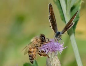 Apis, With, Insects, Mellifera, flower, insect thumbnail