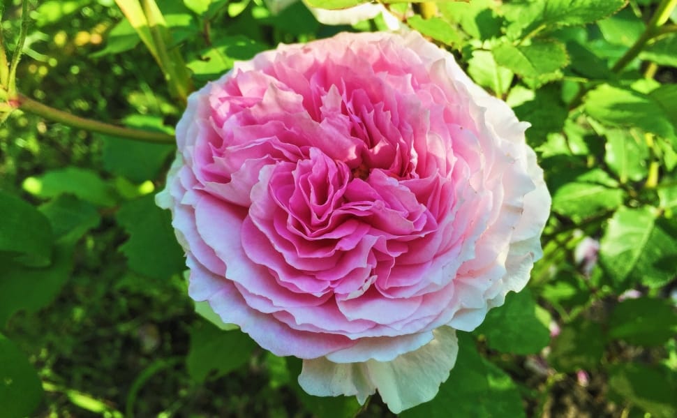 photography of pink rose during daytime preview