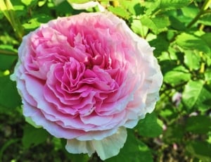 photography of pink rose during daytime thumbnail