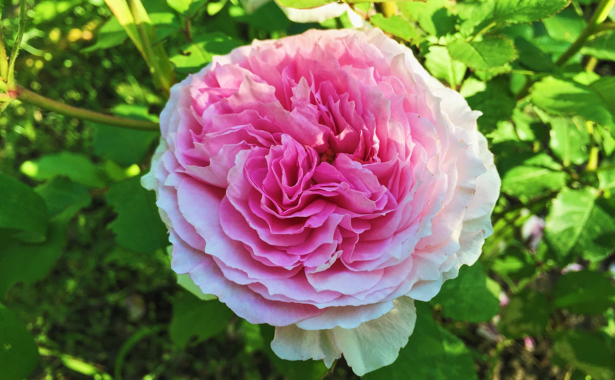 photography of pink rose during daytime
