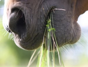Field, Brown, Eating, Head, Horse, Green, one animal, animal body part thumbnail