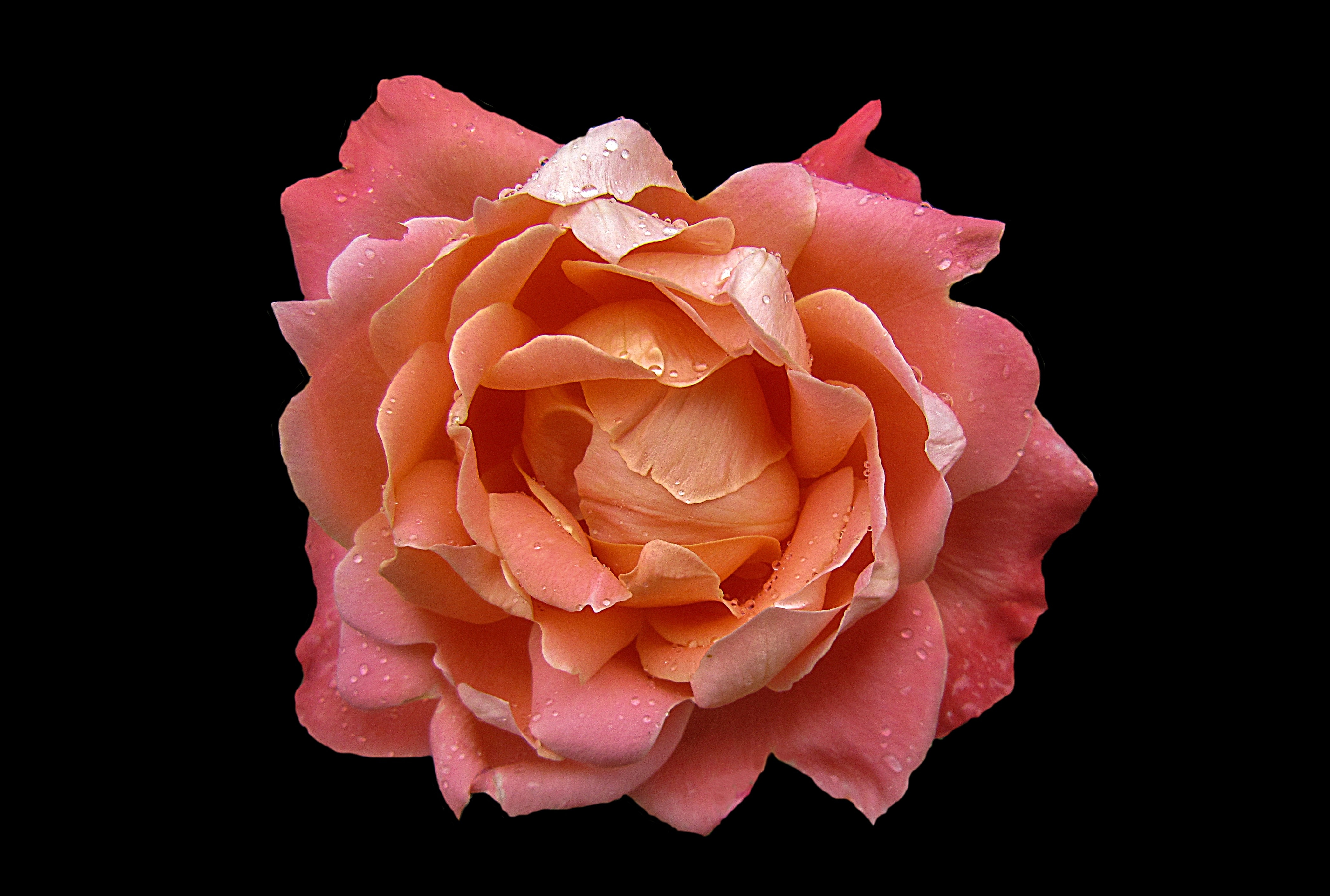 3840x2160 wallpaper | Rosengarten Bad Kissingen, rose - flower, flower ...