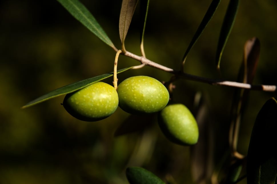 green olive seed preview