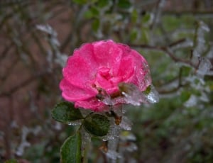 close-up photography of pink rose with water dew thumbnail