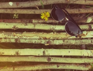 black frame rayban clubmaster sunglasses on brown stem thumbnail