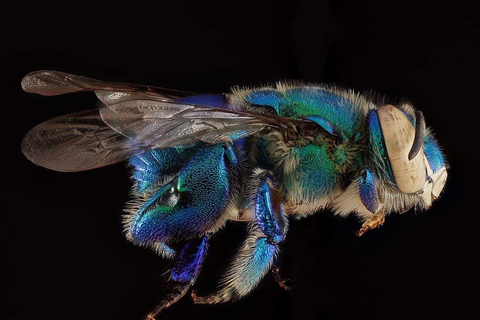 blue cuckoo wasp preview