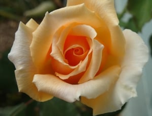 yellow petaled rose thumbnail