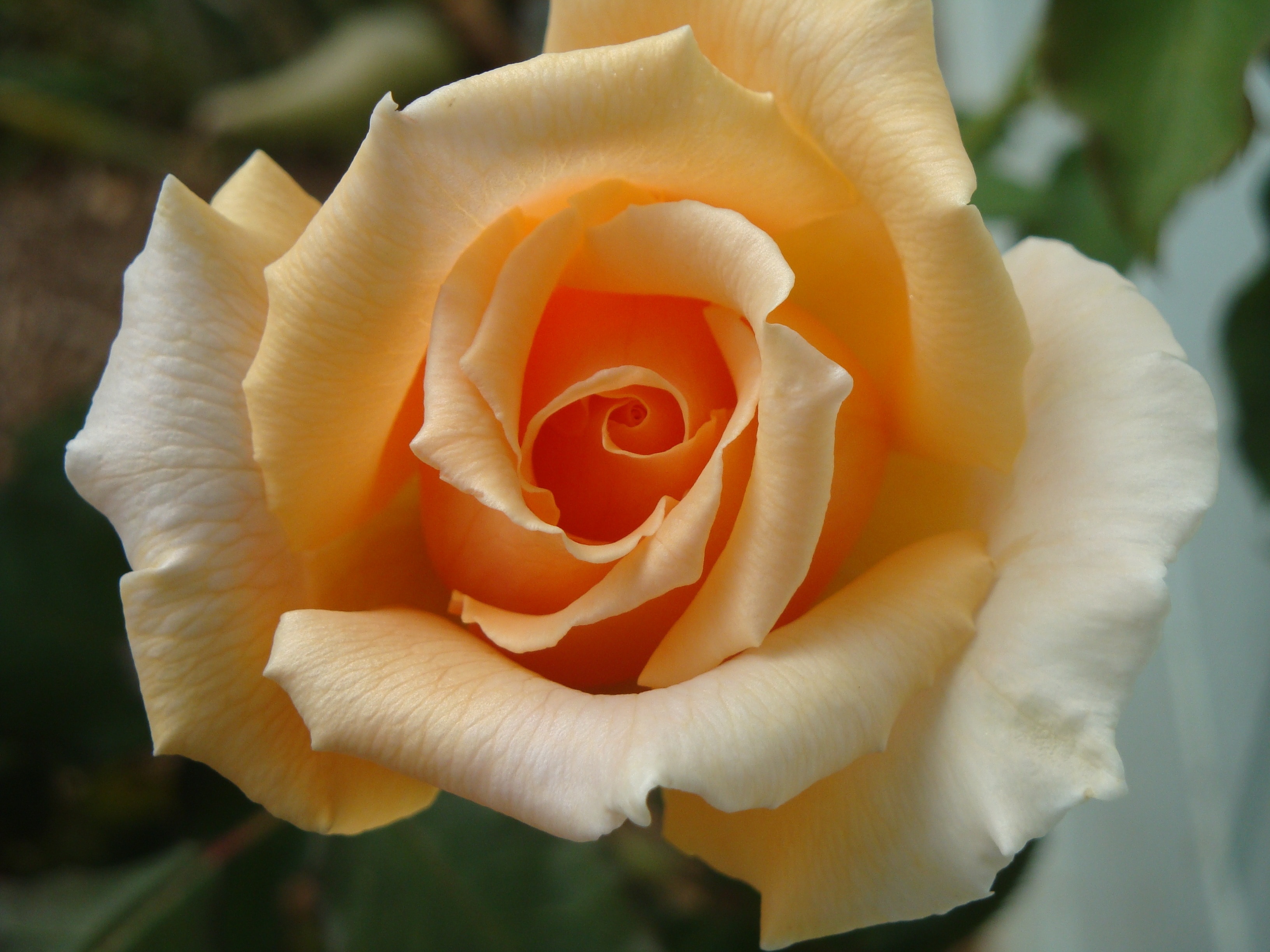 yellow petaled rose
