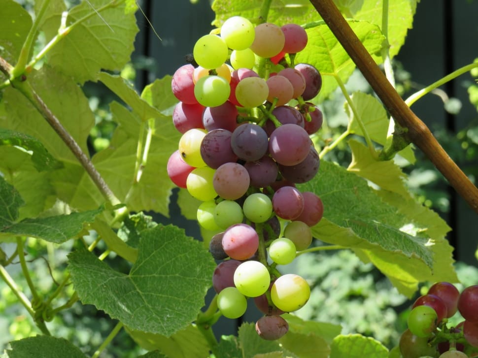 green and purple grapes preview