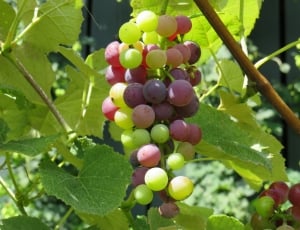 green and purple grapes thumbnail