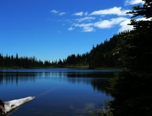 tree log overviewing silhouette of tall trees and mountain near body of water under clear blue sky thumbnail