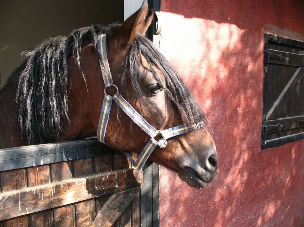 Stallion, Horse, Farm, Cicindela, Ride, horse, domestic animals preview