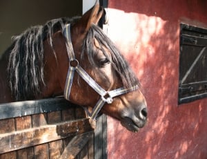 Stallion, Horse, Farm, Cicindela, Ride, horse, domestic animals thumbnail