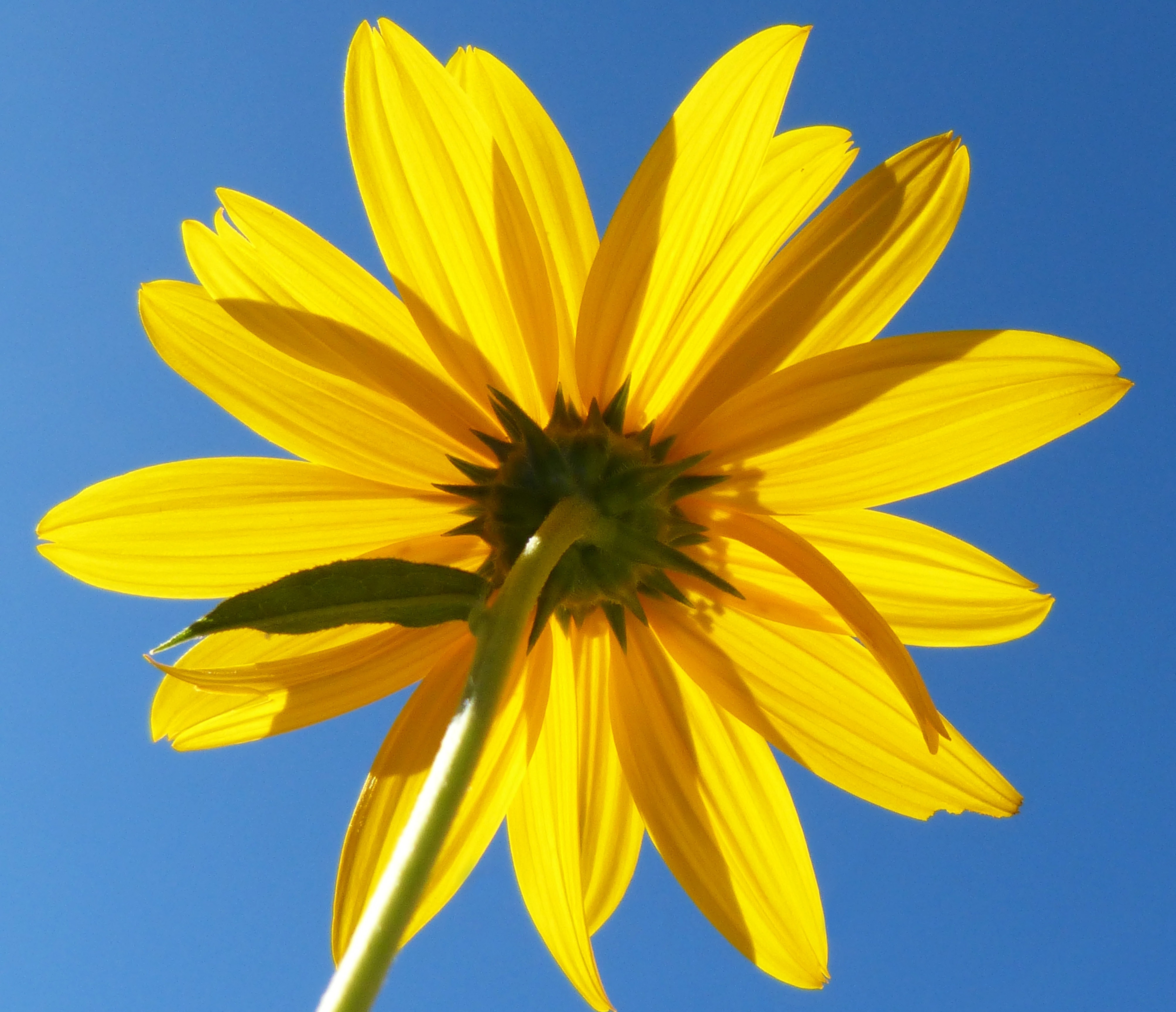 yellow petaled flower