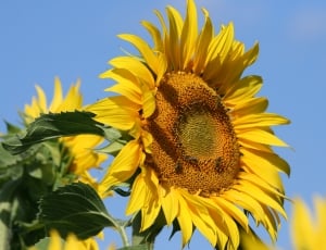 sunflower flower thumbnail