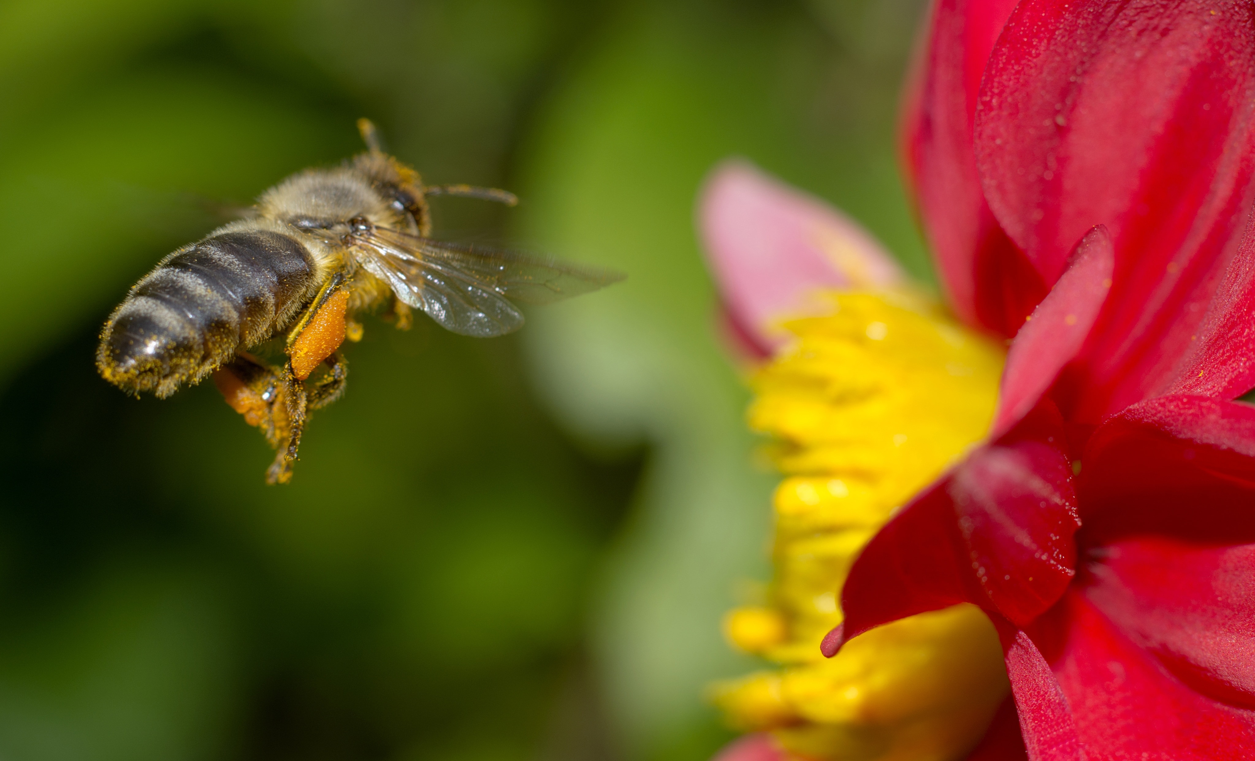 Нектар цветы пчела