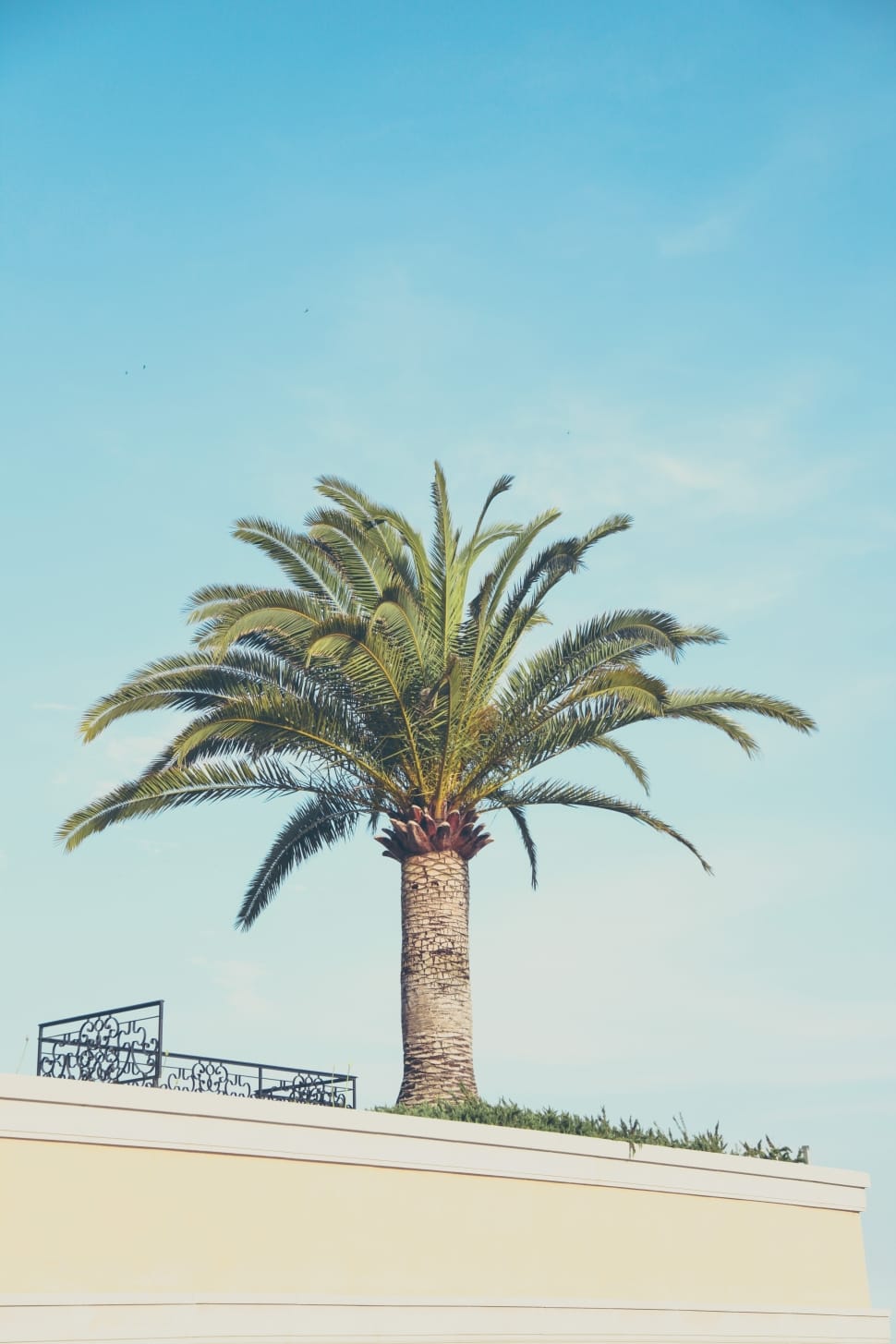 palm tree under blue sky preview