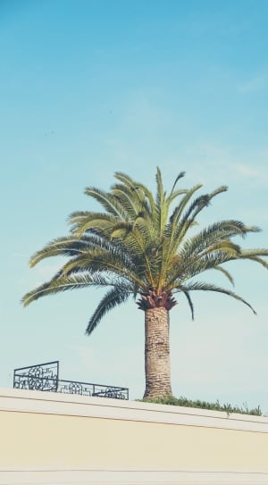 palm tree under blue sky thumbnail