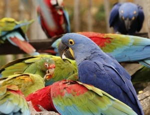blue red green feather birds thumbnail