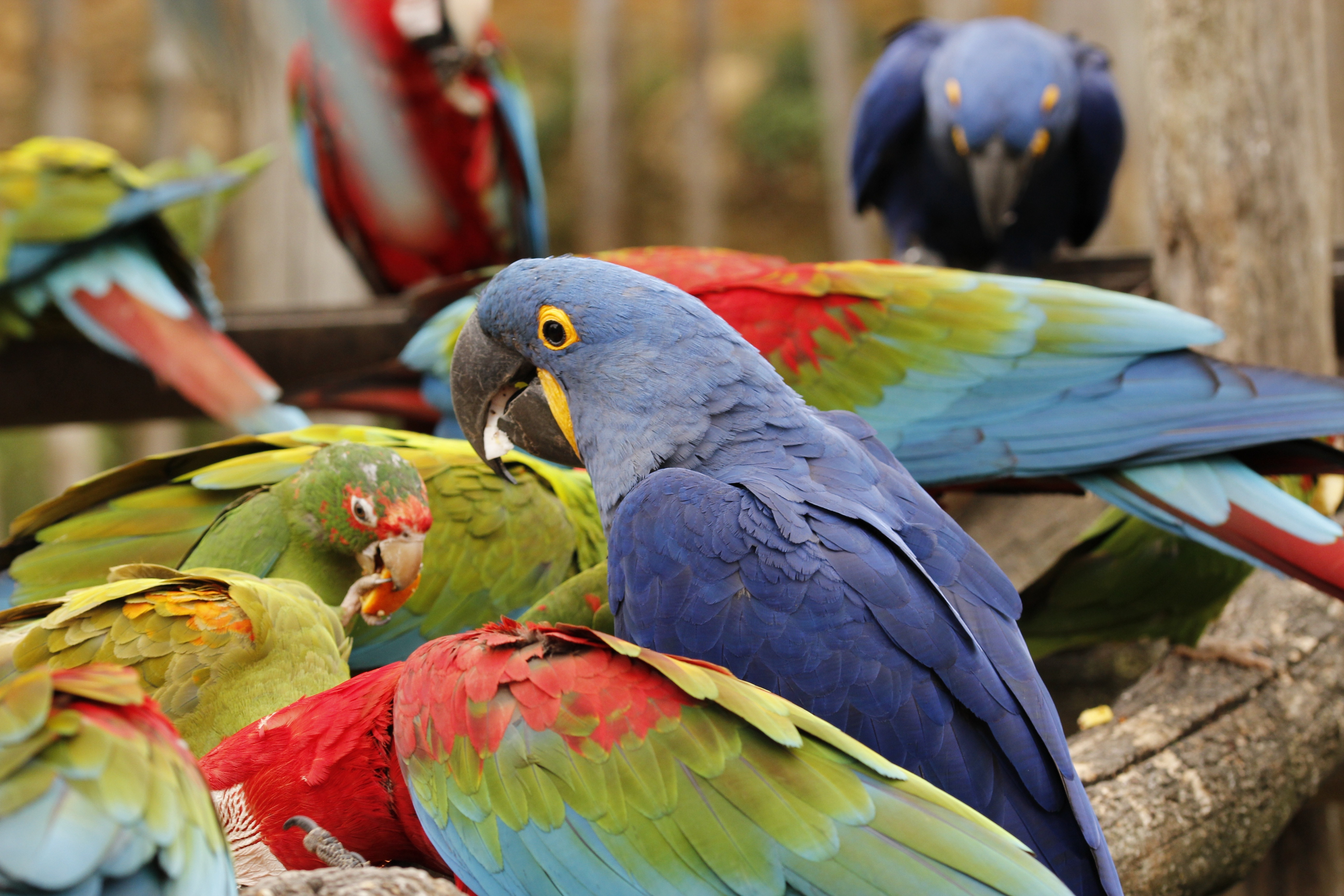 blue red green feather birds
