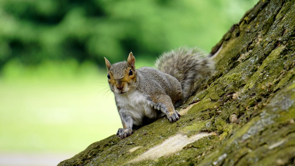 gray squirrel on tree preview