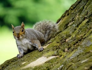 gray squirrel on tree thumbnail