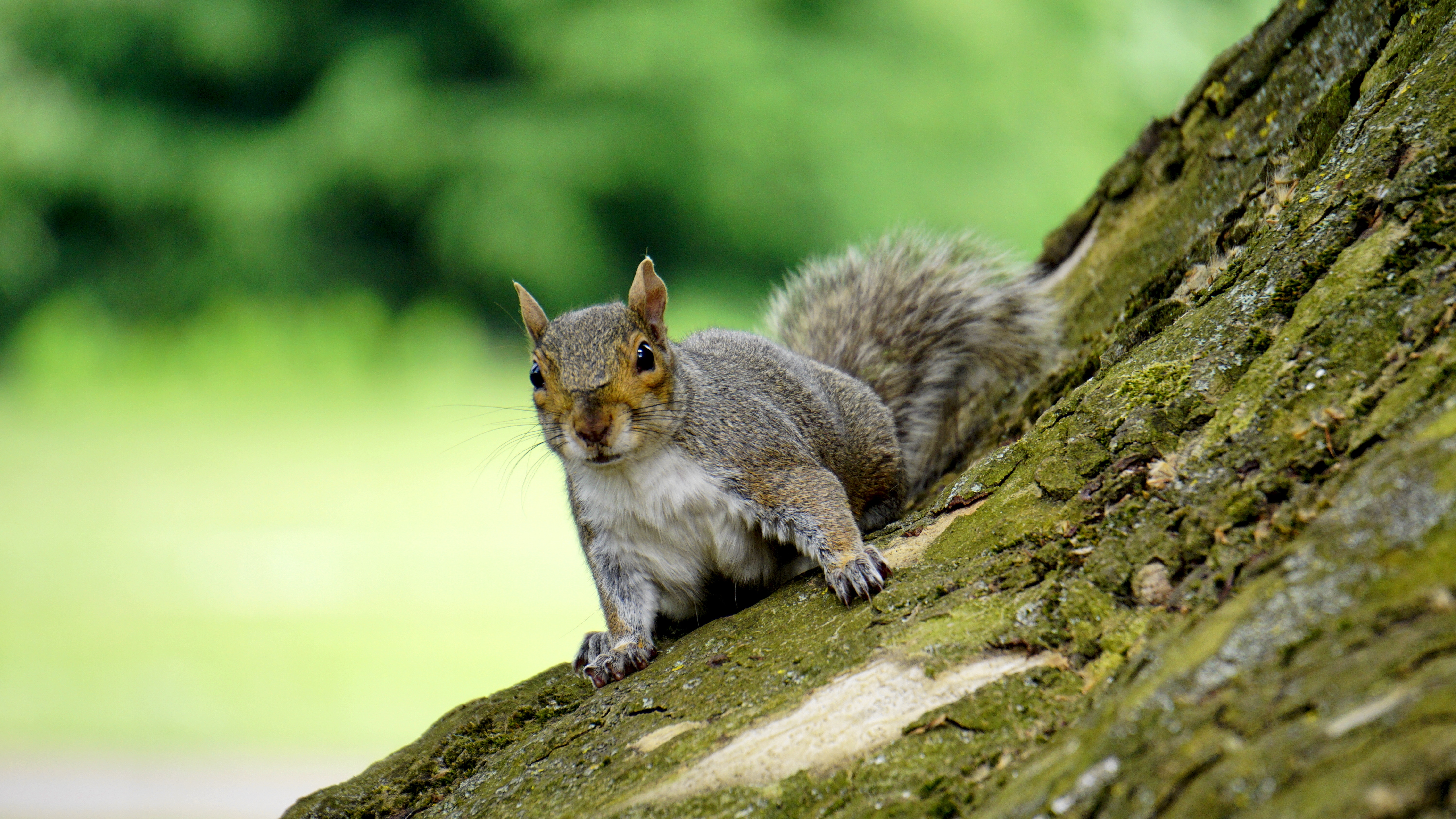 gray squirrel on tree