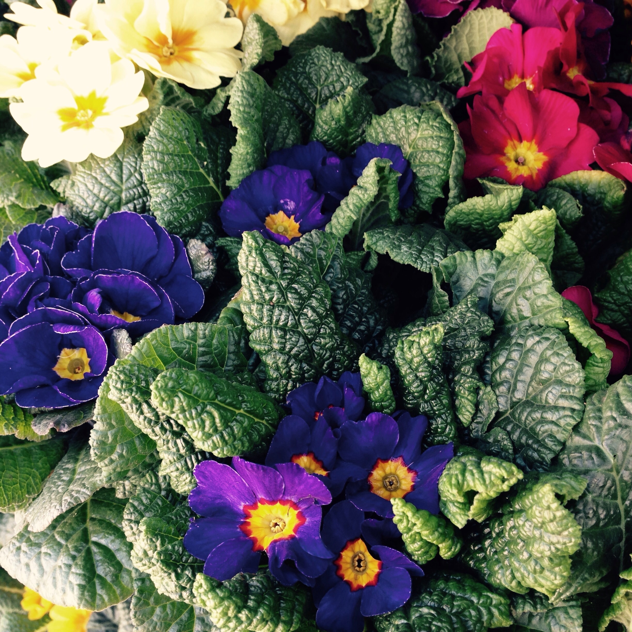 Easter, Flowers, Spring, Primula, Yellow, flower, purple