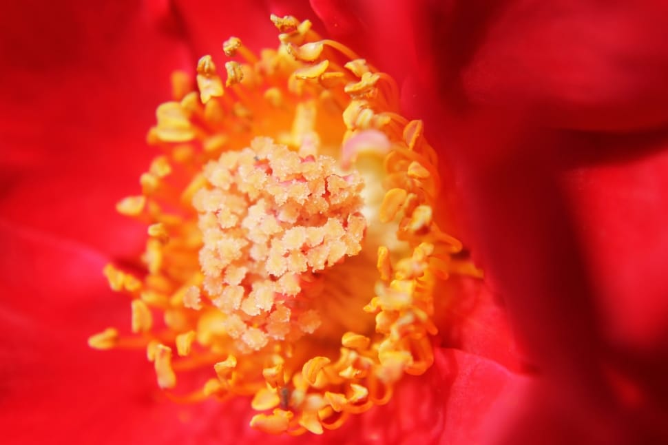 Rose, Flower, Macro, Close-Up, Floral, red, luxury preview