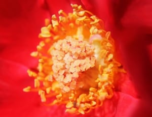 Rose, Flower, Macro, Close-Up, Floral, red, luxury thumbnail