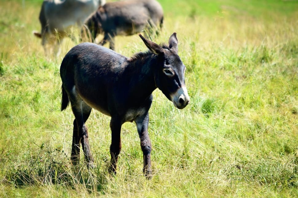 black donkey standing on green grass field at daytime preview