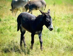black donkey standing on green grass field at daytime thumbnail