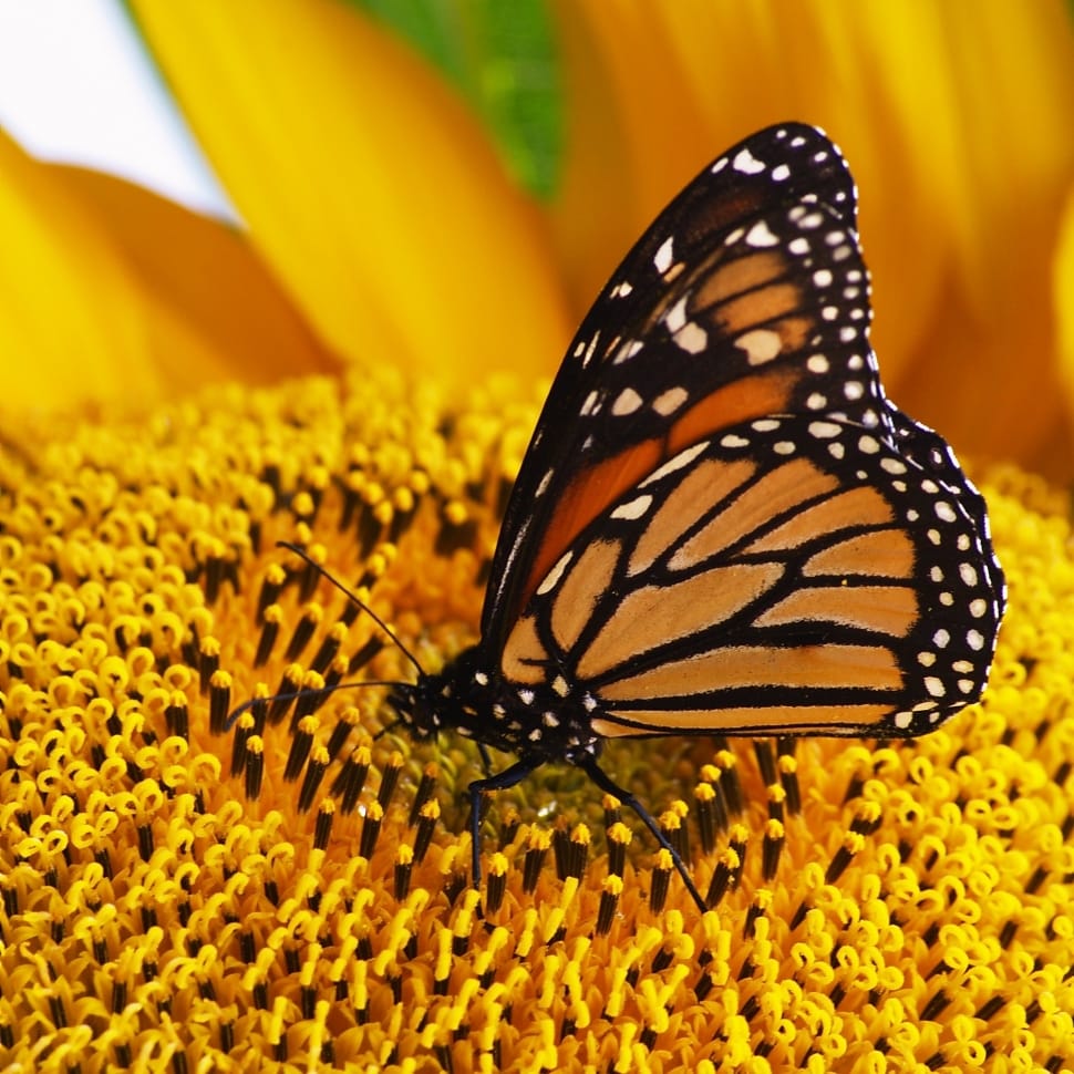 Monarch butterfly on sunflower during daytime preview