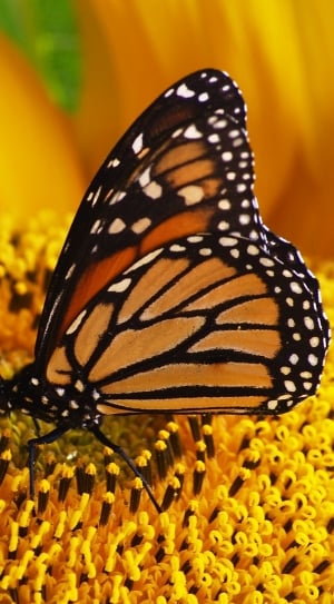 Monarch butterfly on sunflower during daytime thumbnail